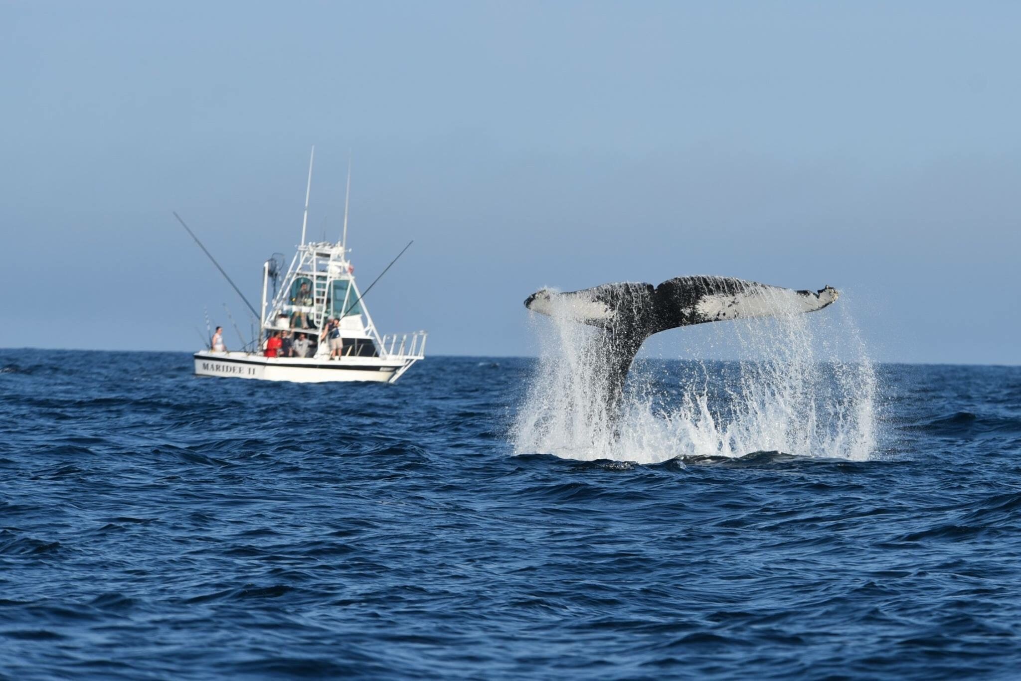 Whale Tail